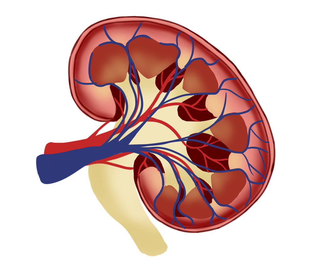 Kidney anatomy